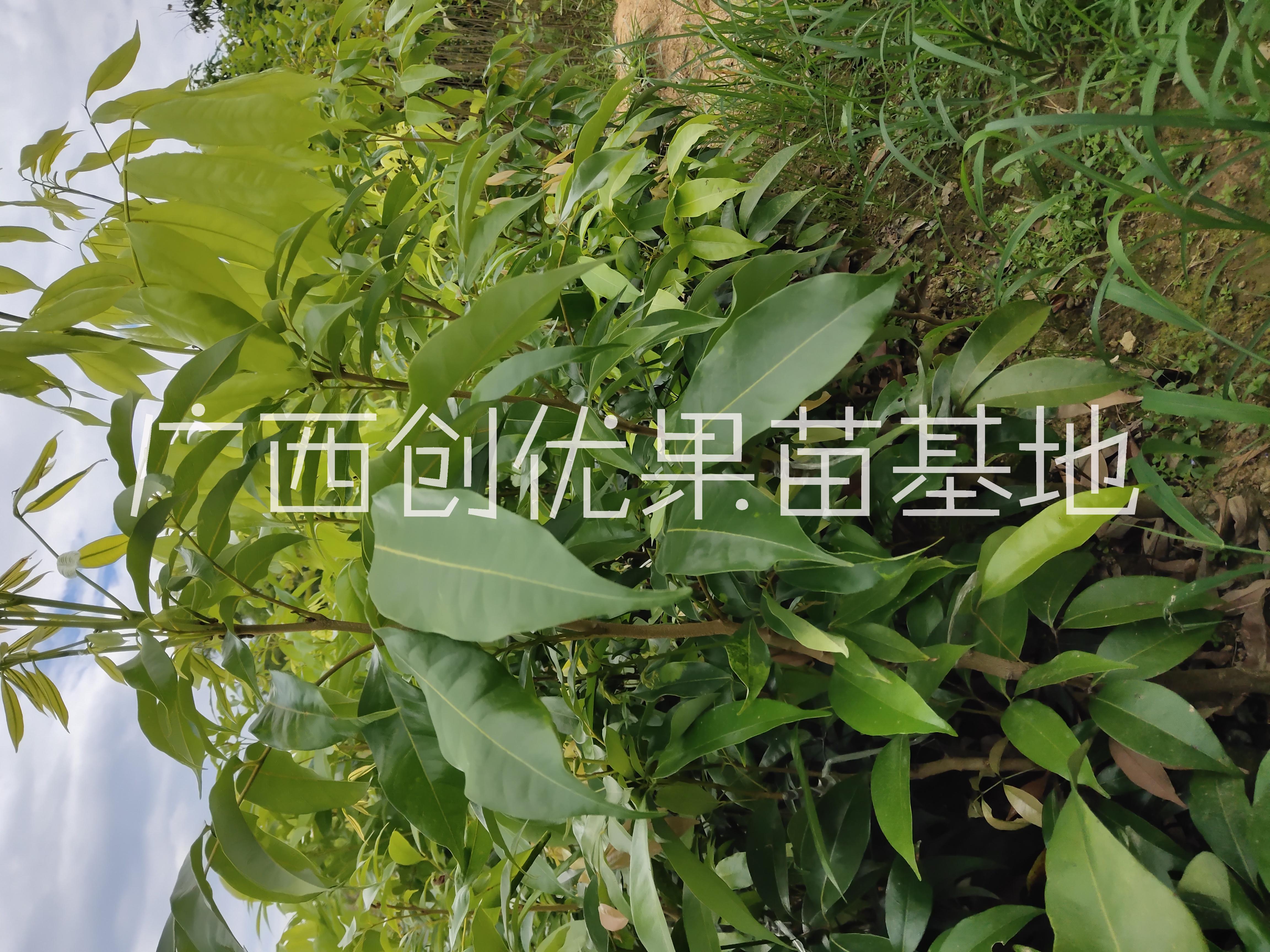 長(zhǎng)果桑苗價(jià)格_報(bào)價(jià)_批發(fā)【廣西創(chuàng)優(yōu)果苗基地】