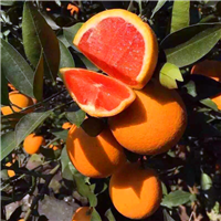 福建廈門臍橙苗種植基地_福建廈門臍橙苗種植批發(fā)價格_【福建省古田縣特優(yōu)果苗場】