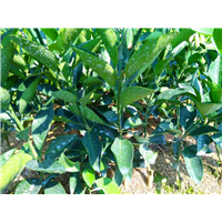 香橙砧沃柑091樹苗多少錢一棵  091無核沃柑苗出售咨詢電話號碼18604448283