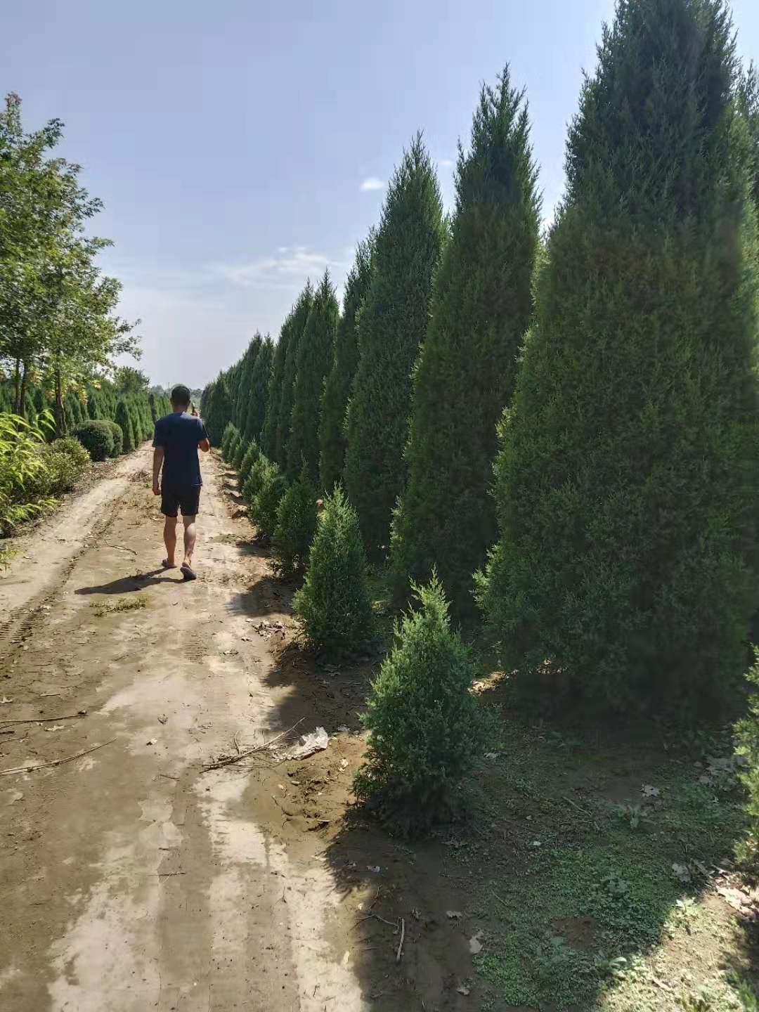 河北保定望都塔快,保定望都塔快廠家直銷,保定望都塔快批發(fā)市場(chǎng),保定望都塔快哪里有賣,保定望都塔快價(jià)格表