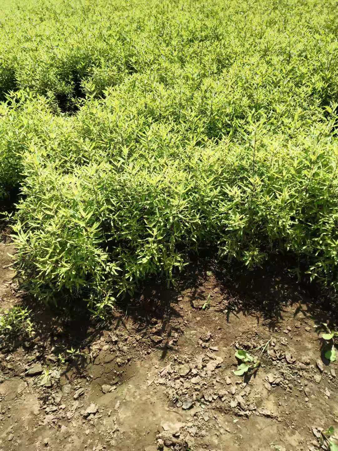 供應保定金葉猶,河北金葉猶廠家直銷,河北30公分金葉猶,河北金葉猶哪里有賣,河北金葉猶市場價格