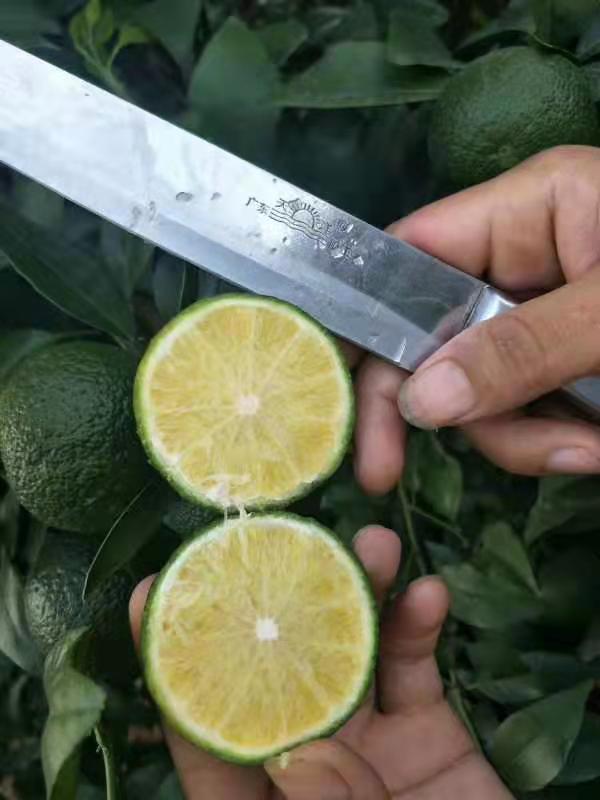 廣西無核沃柑種植-廣西無核沃柑批發(fā)價格-【簡陽市學軍苗木種植專業(yè)合作社】