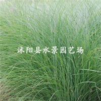 江蘇宿遷沭陽(yáng)細(xì)葉芒基地-江蘇沭陽(yáng)細(xì)葉芒批發(fā)價(jià)格-【沭陽(yáng)縣水景園藝場(chǎng)】