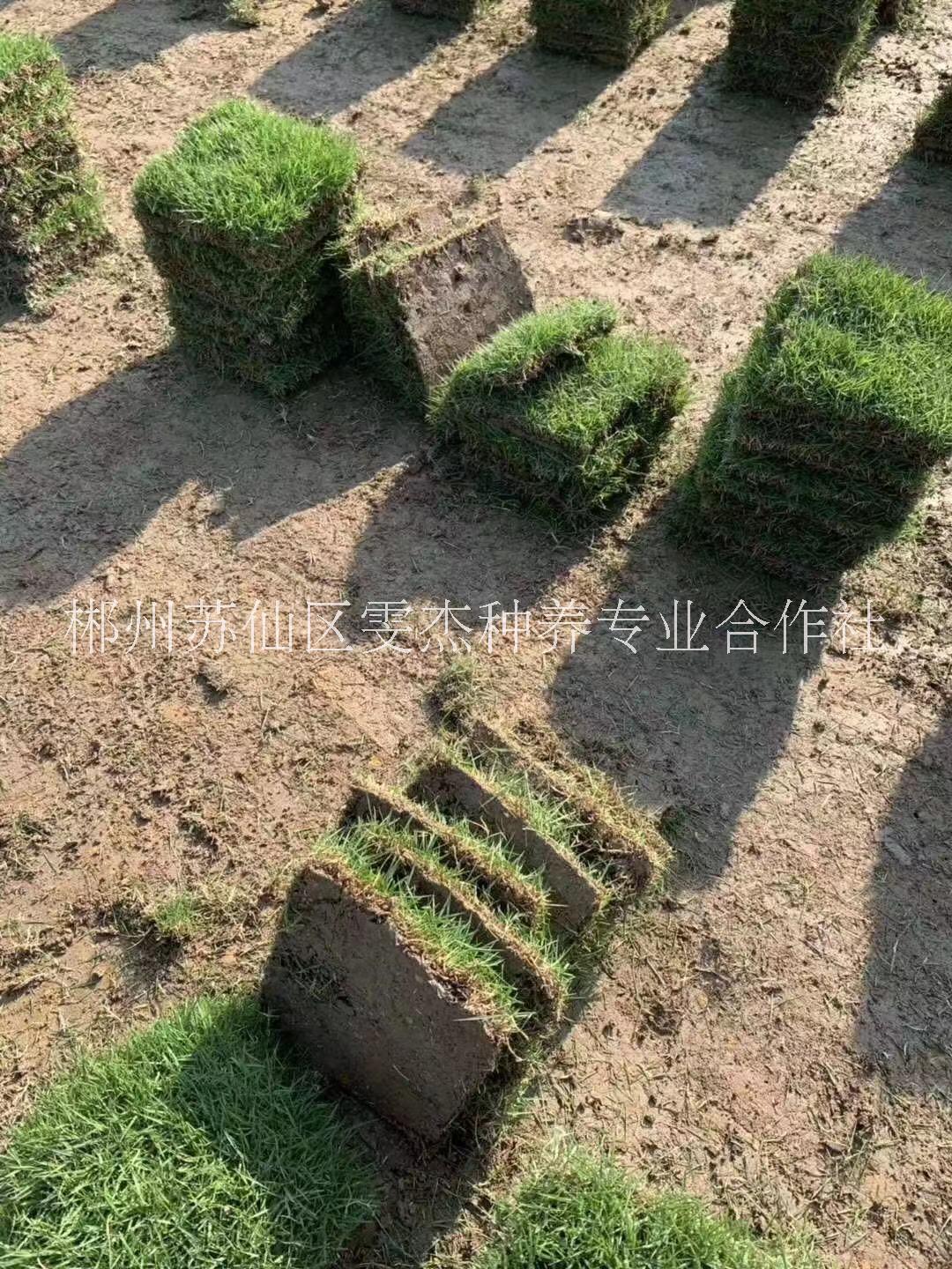 福建馬尼拉草坪直銷基地  綠化草坪出售 福建馬尼拉草坪銷售基地