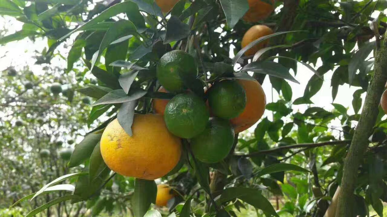 廣西明日見雜柑種植-廣西明日見雜柑批發(fā)價(jià)格-【簡陽市學(xué)軍苗木種植專業(yè)合作社】