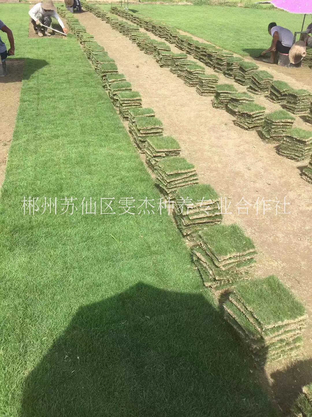湖南郴州馬尼拉草坪采購(gòu)基地18975566562