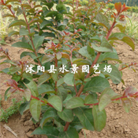 江蘇宿遷沭陽紫薇基地-江蘇沭陽紫薇批發(fā)價格-【沭陽縣水景園藝場】