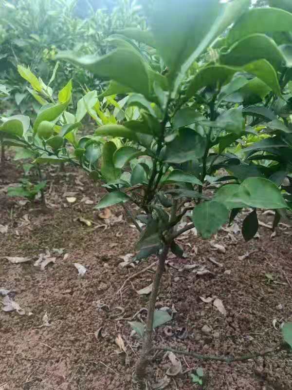 重慶愛媛38(紅美人)種植-重慶愛媛38(紅美人)批發(fā)價(jià)格-【簡陽市學(xué)軍苗木種植專業(yè)合作社】