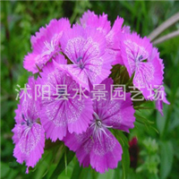 江蘇宿遷沭陽(yáng)蔥蘭基地-江蘇沭陽(yáng)蔥蘭批發(fā)價(jià)格-【沭陽(yáng)縣水景園藝場(chǎng)】