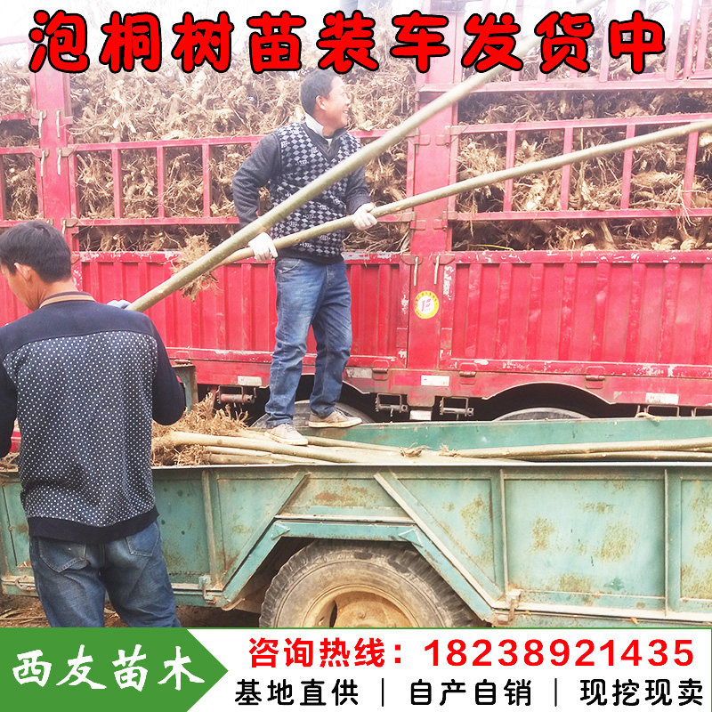 河南泡桐樹苗價格泡桐苗價格速生泡桐求購綠桐樹苗華桐樹苗基地