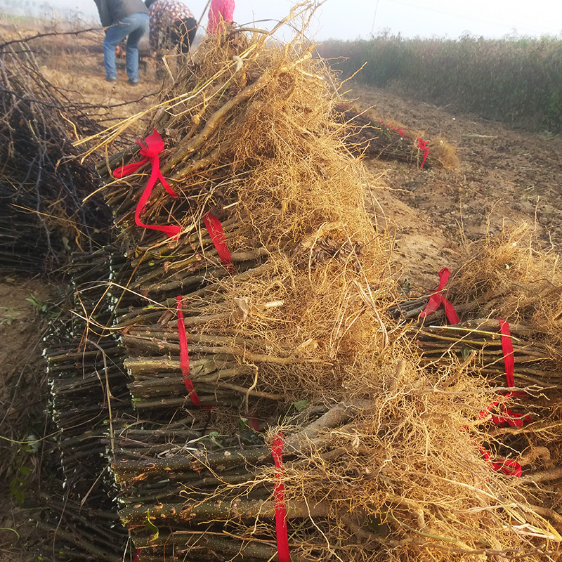 河南花椒苗價格 花椒樹苗批發(fā)大紅袍花椒苗求購獅子頭花椒苗花椒小苗