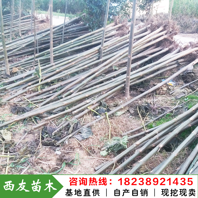河南泡桐樹苗價格泡桐苗價格速生泡桐求購綠桐樹苗華桐樹苗基地