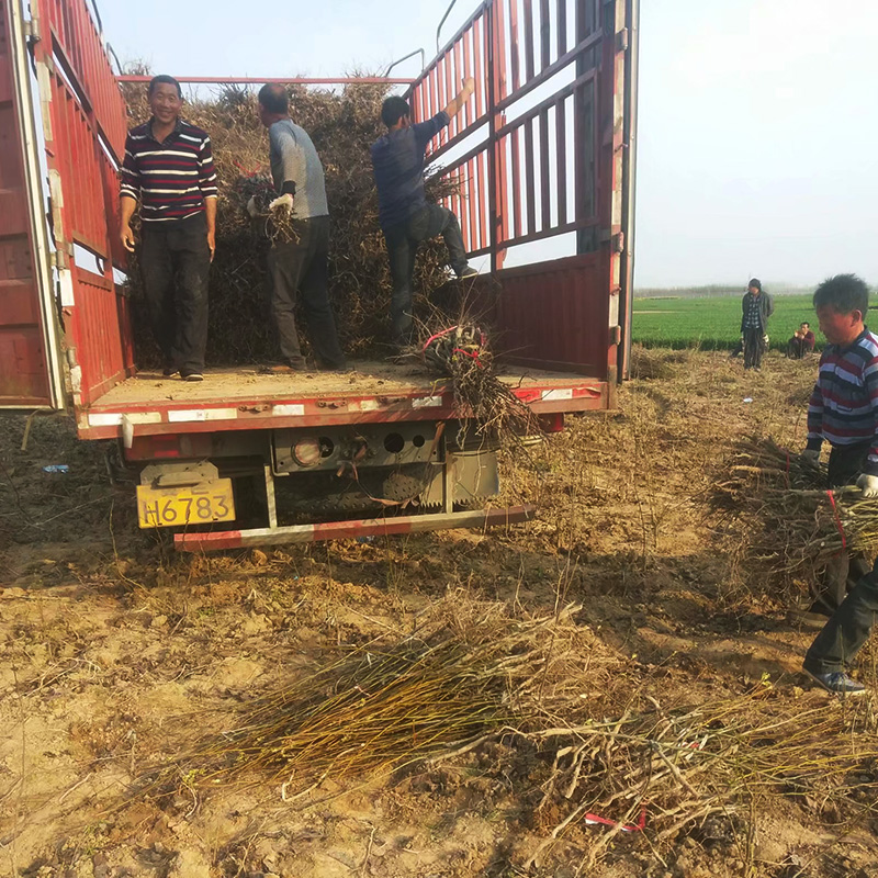 河南梨樹苗價格梨苗批發(fā)秋月梨樹苗晚秋黃梨樹苗黃金梨樹苗早酥紅梨樹苗基地