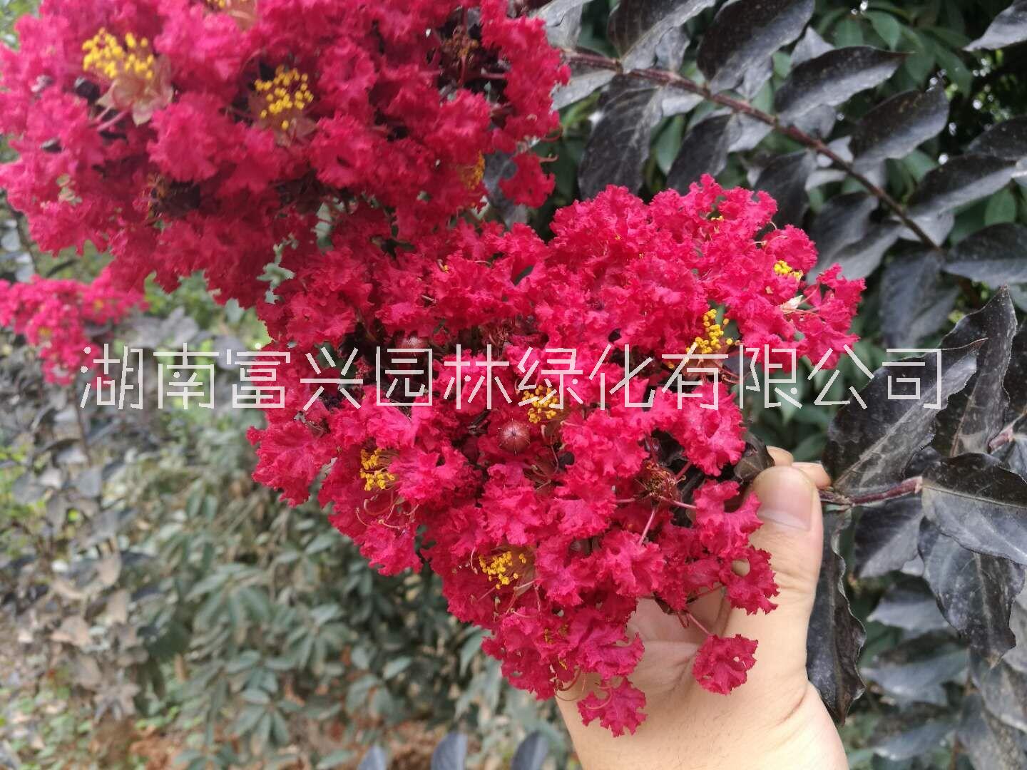 湖南草皮哪里便宜長沙百慕大草皮哪里多