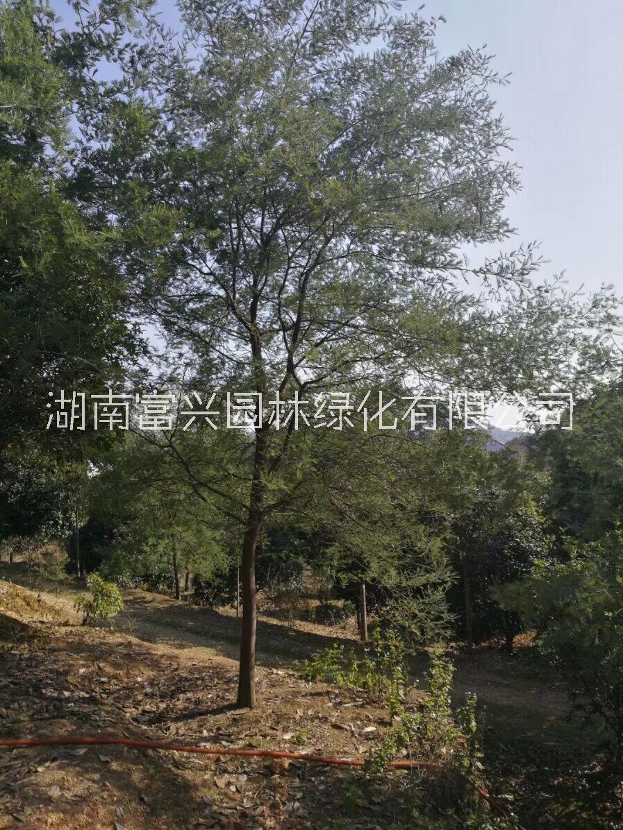 合歡價(jià)格湖南金合歡報(bào)價(jià)陜西合歡廠家價(jià)格