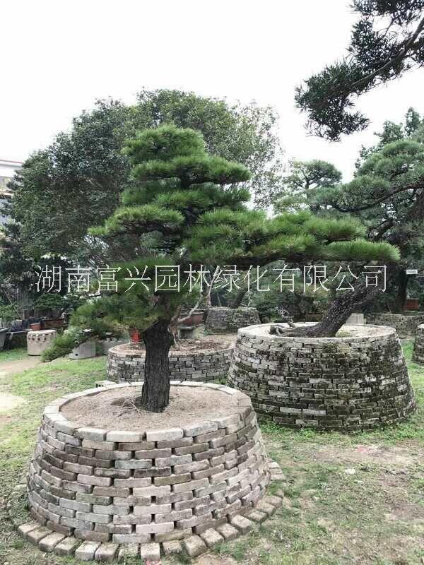 日本黑松福建日本黑松哪里便宜湖南日本黑松哪里多