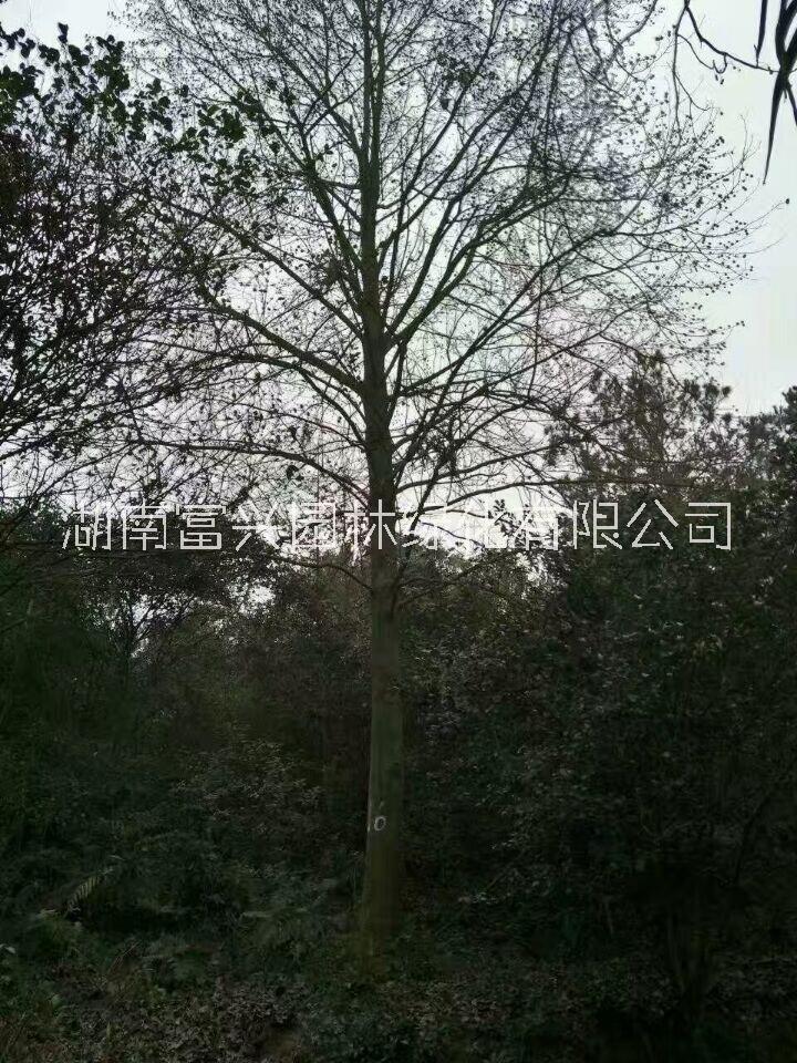 多桿烏桕叢生烏桕湖南烏桕供應(yīng)商報(bào)價(jià)
