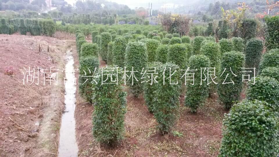 瀏陽(yáng)造型女貞市場(chǎng)報(bào)價(jià)云貴川造型小葉女貞哪里便宜