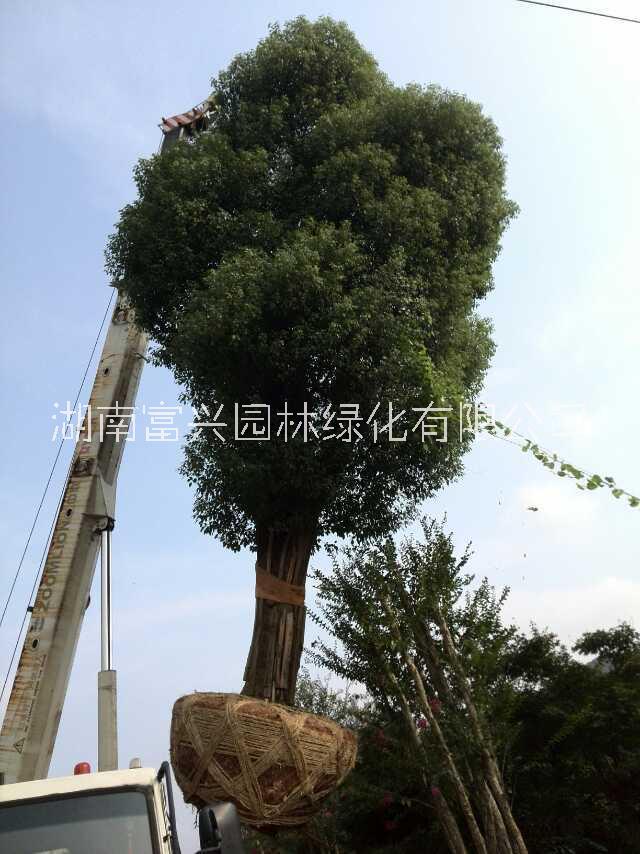 40公分骨架移栽欏木石楠哪里便宜湖南欏木石楠種植基地