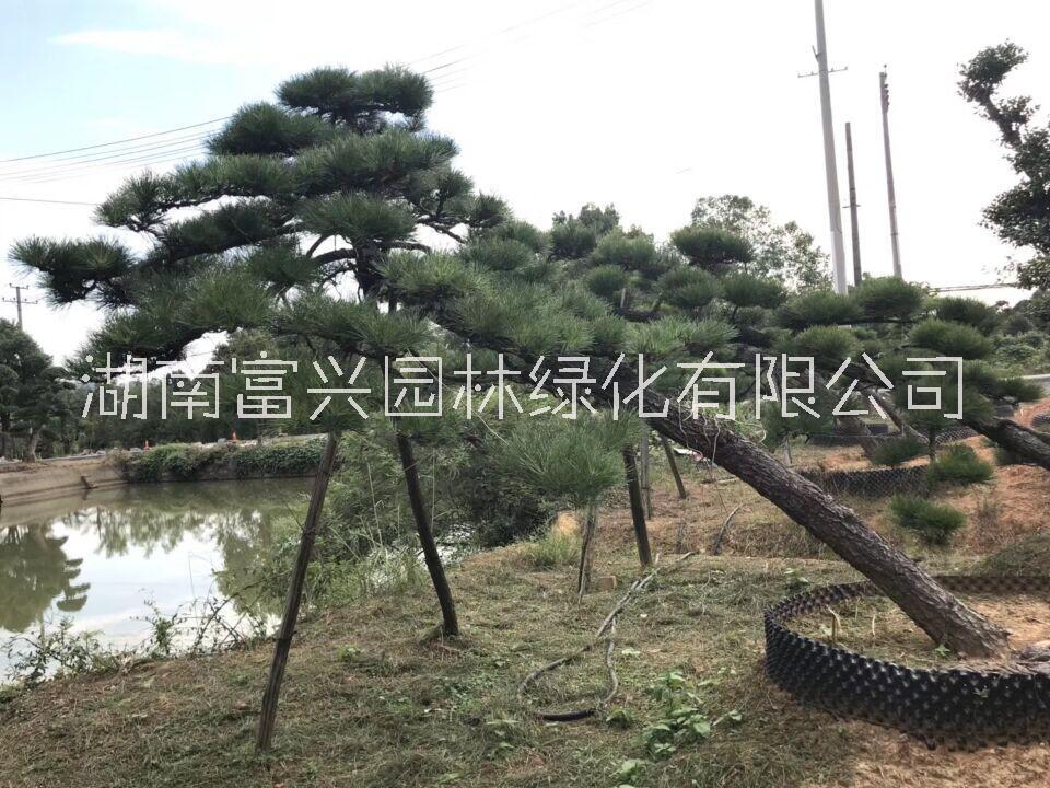 日本黑松福建日本黑松哪里便宜湖南日本黑松哪里多