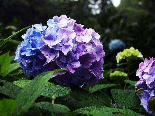山東繡球花灌木種植廠家電話報價