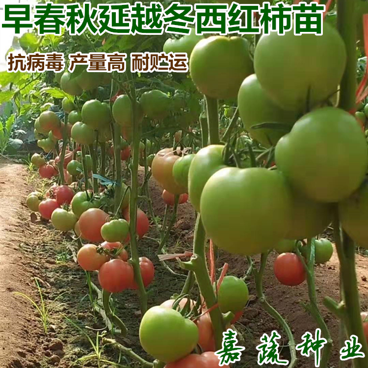 早春秋延越冬西紅柿苗 番茄苗 秋延拱棚西紅柿苗 越冬西紅柿苗