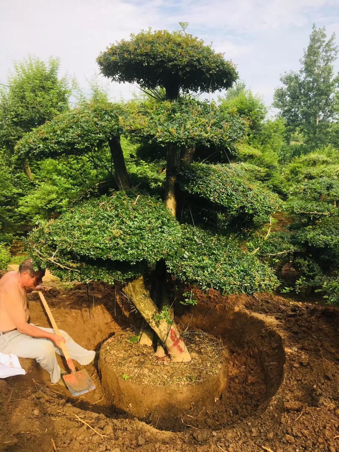 對(duì)節(jié)白蠟價(jià)格-湖北對(duì)節(jié)白蠟 京山對(duì)節(jié)白蠟價(jià)格