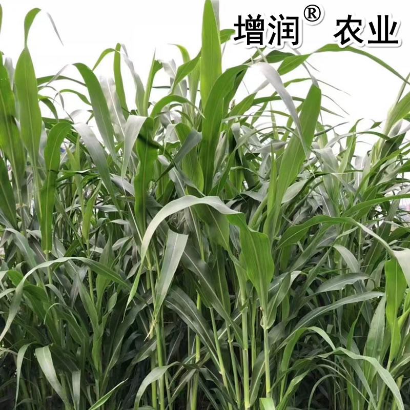 增潤甜高粱種子增潤甜高粱種子 大力士甜高粱牧草種子包郵