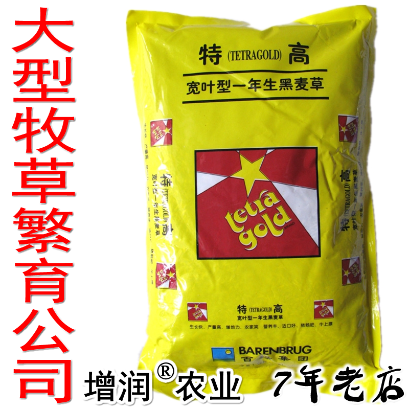 增潤(rùn)黑麥草種子包郵 特高冬牧70養(yǎng)殖多年生一年生黑麥草
