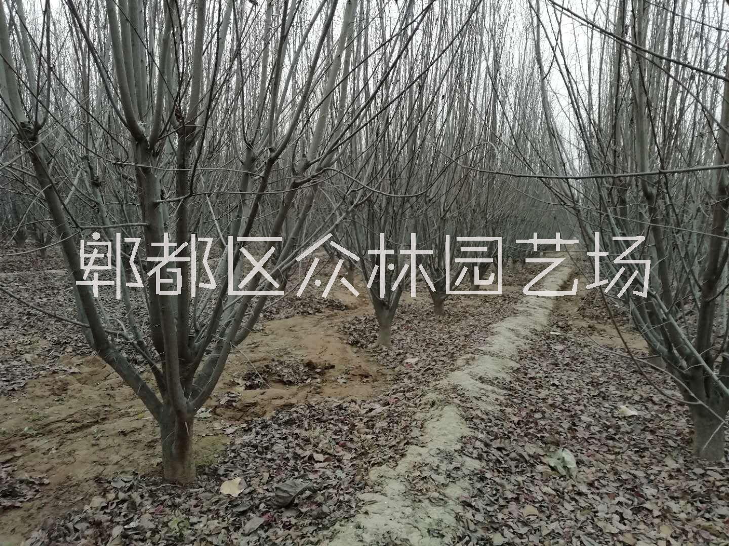 供應(yīng)四川成都碧桃價(jià)格  成都大量碧桃基地