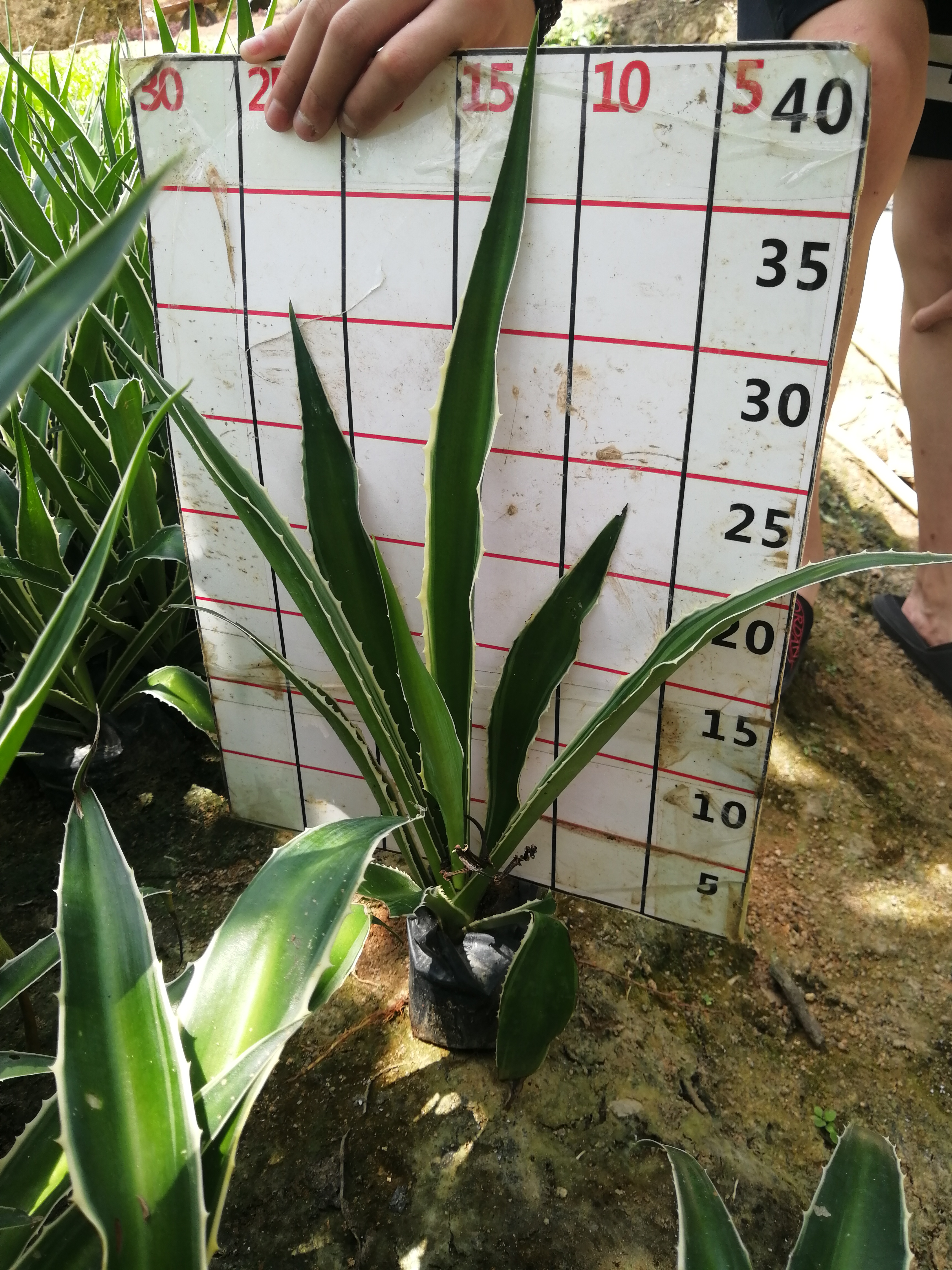 福建龍舌蘭種植基地_批發(fā)價格
