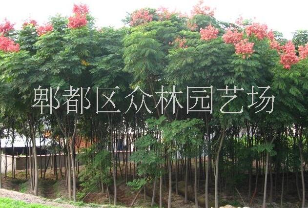 供應(yīng)四川欒樹價(jià)格 成都欒樹苗圃基地  欒樹生產(chǎn)地