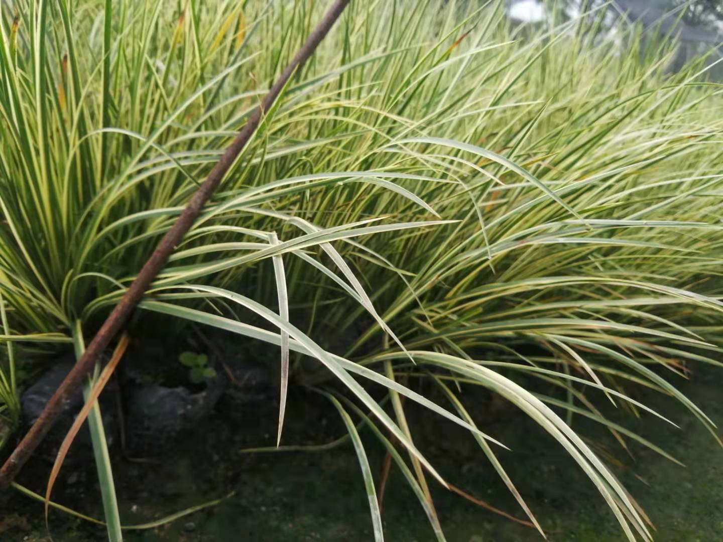 福建金葉苔草種植基地_批發(fā)價格