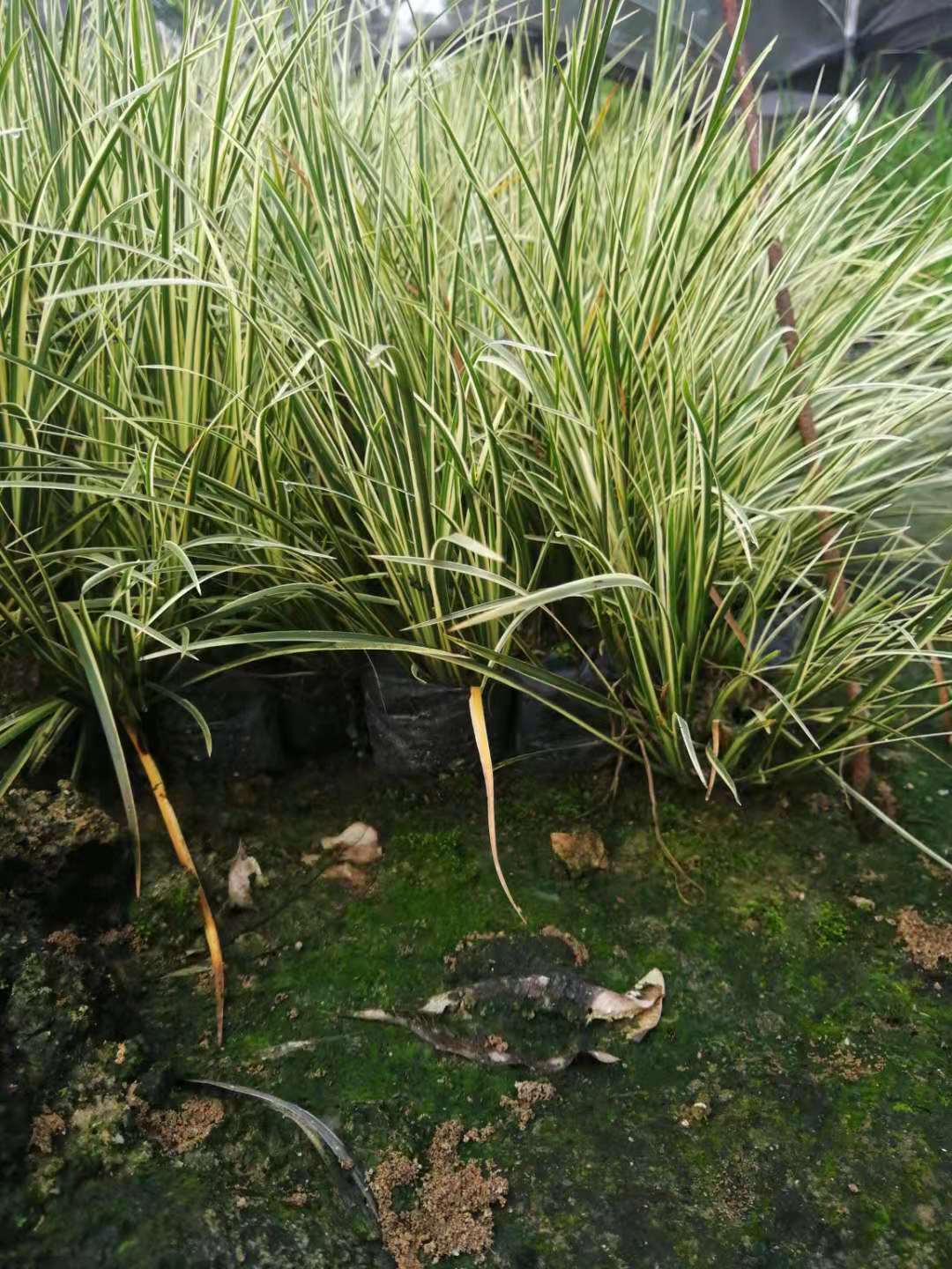 福建金葉苔草種植基地_批發(fā)價格