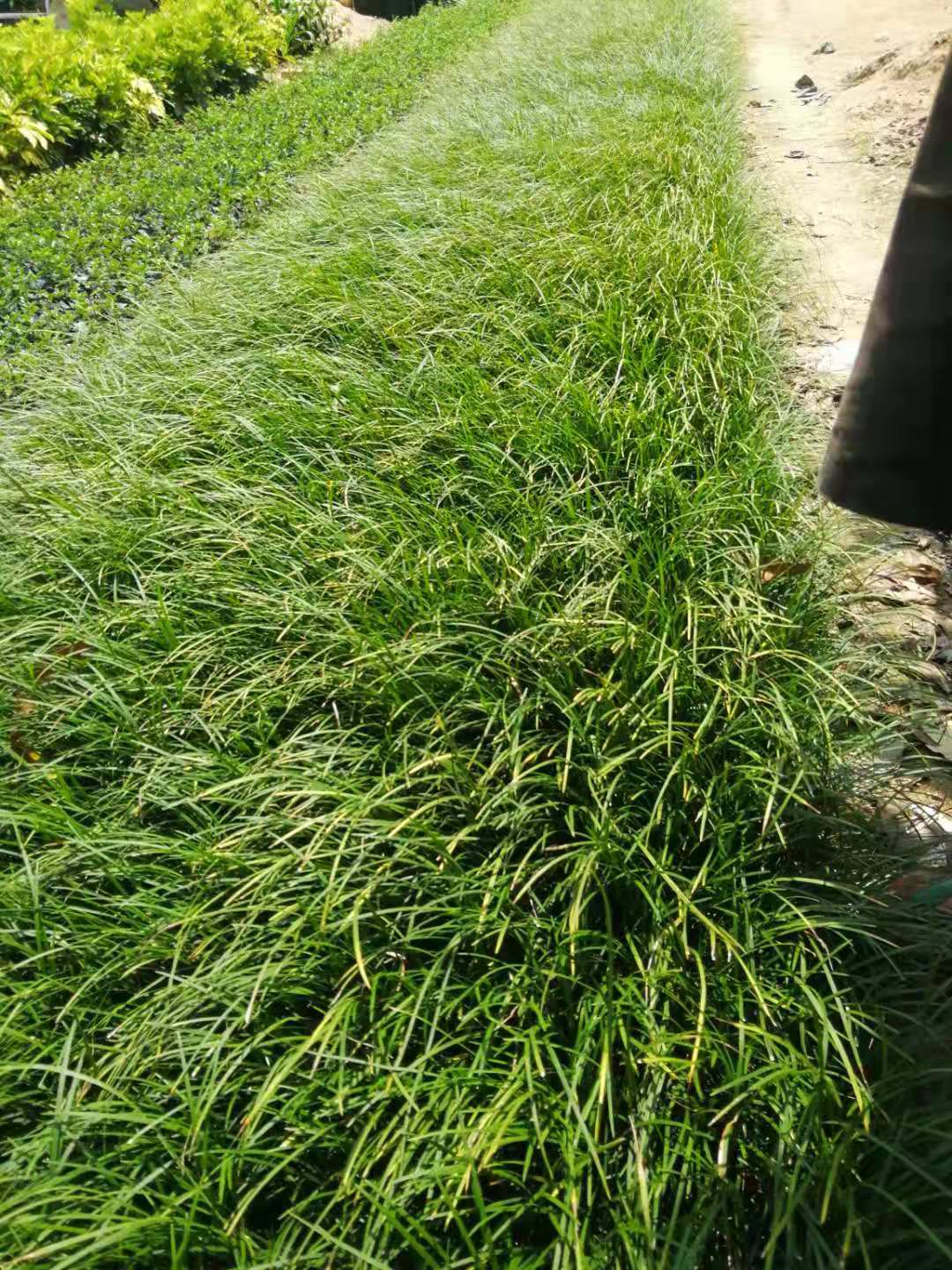 福建細(xì)葉麥冬種植基地_批發(fā)價格