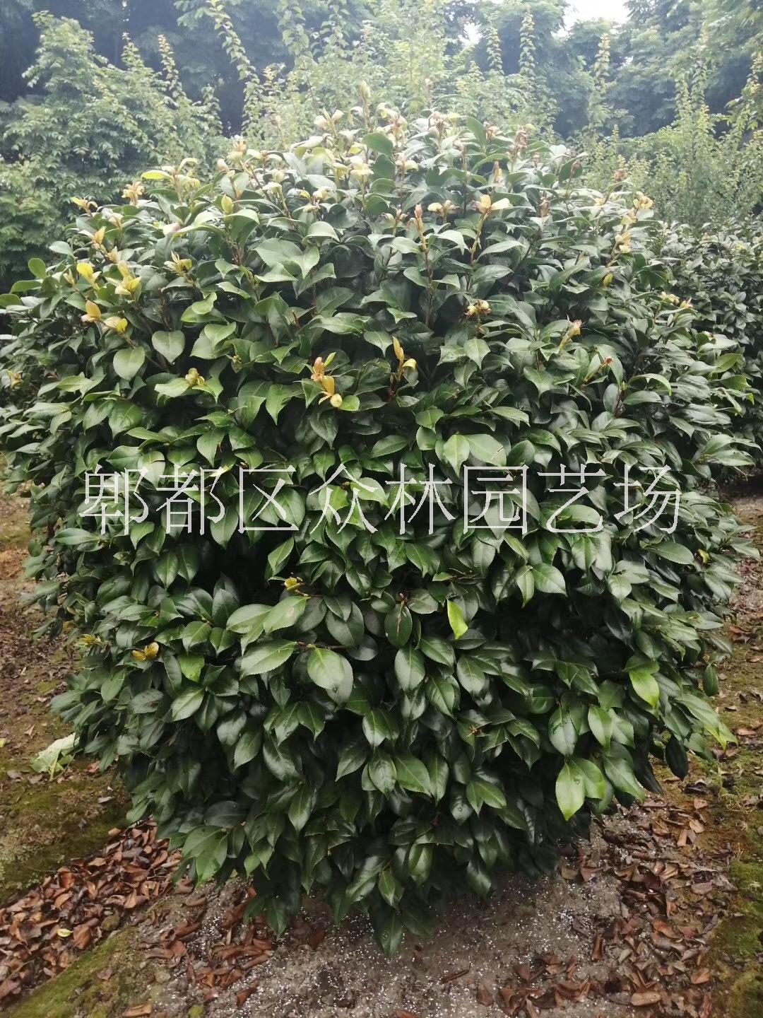 四川成都茶花價(jià)格 成都大量山茶   茶花產(chǎn)地供應(yīng)