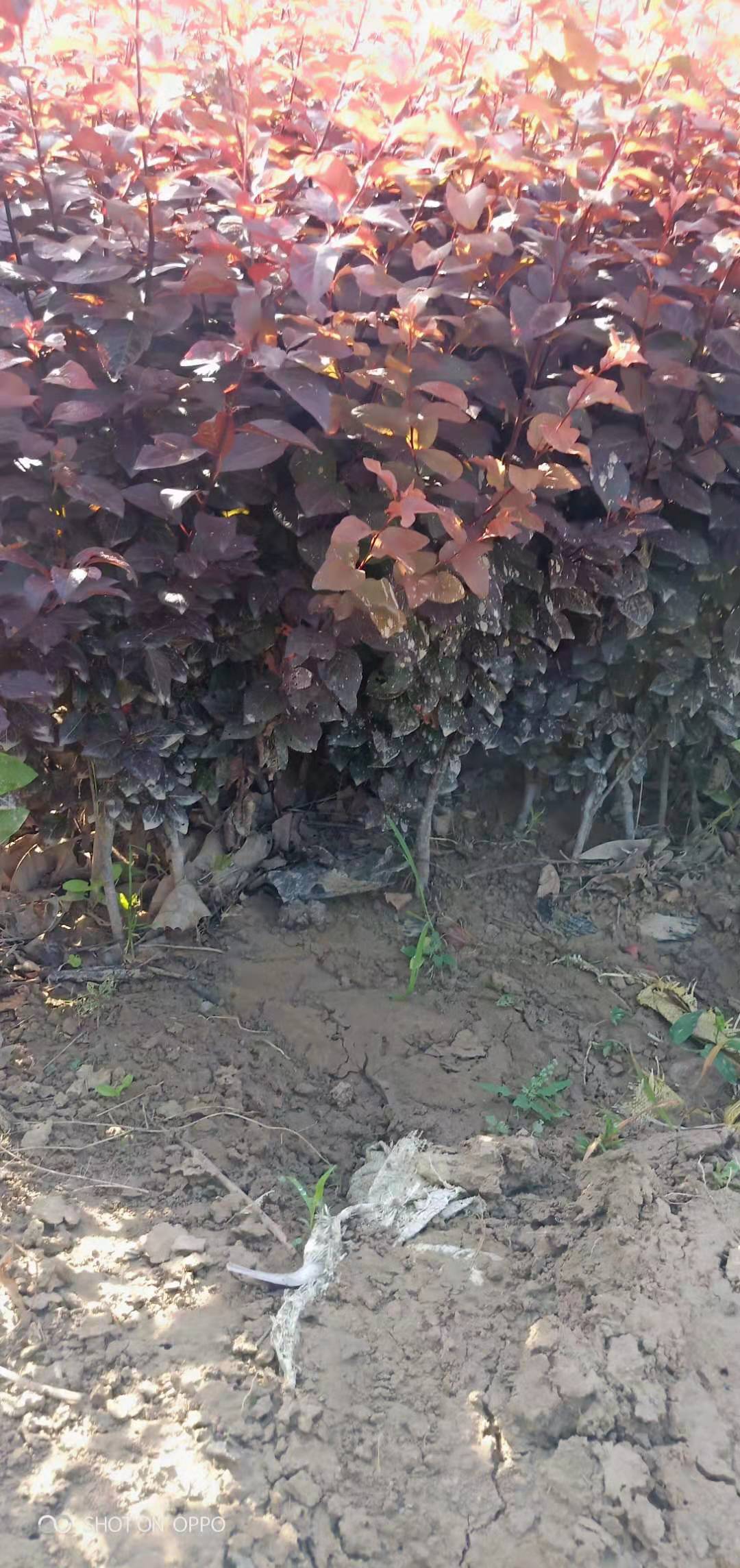 紅葉李小苗價格/渭南市紅葉李小苗種植戶/榆林市紅葉李小苗價格