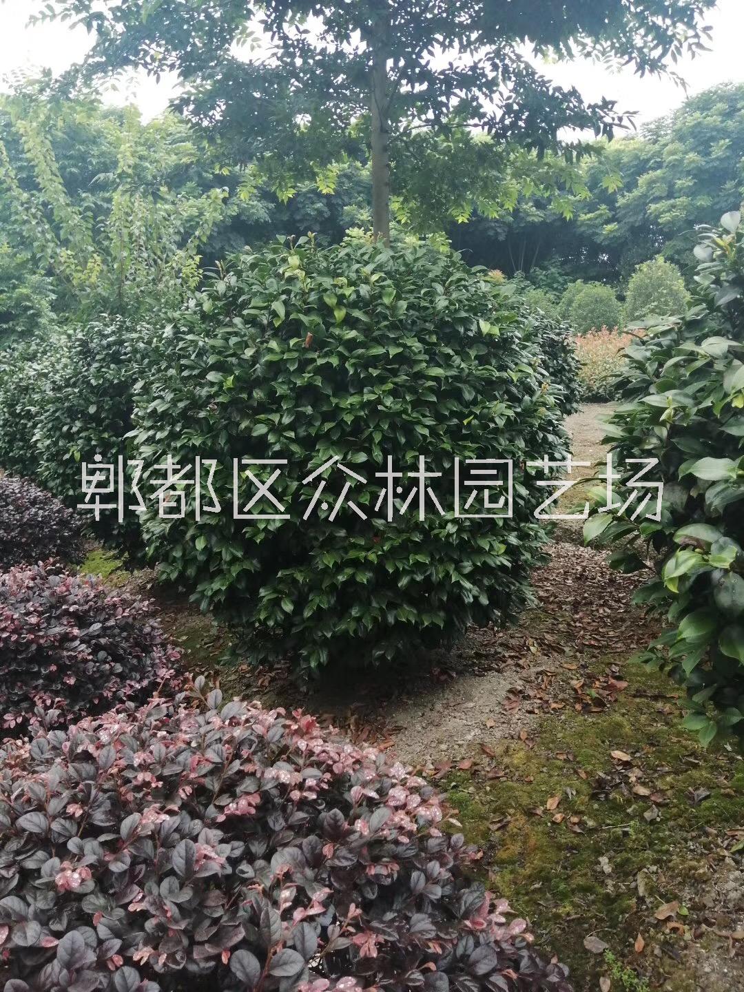 四川成都茶花價(jià)格 成都大量山茶   茶花產(chǎn)地供應(yīng)