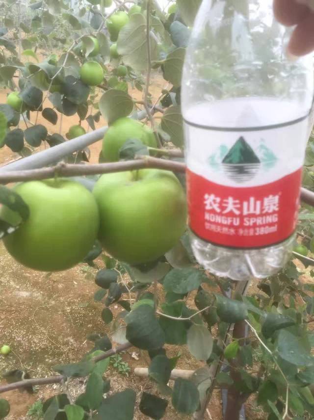 臺灣蘋果棗 臺灣雪蜜棗 苗批發(fā)