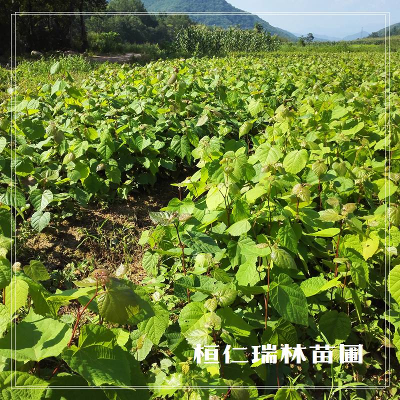 東北椴樹苗 紫椴樹苗 椴樹小苗