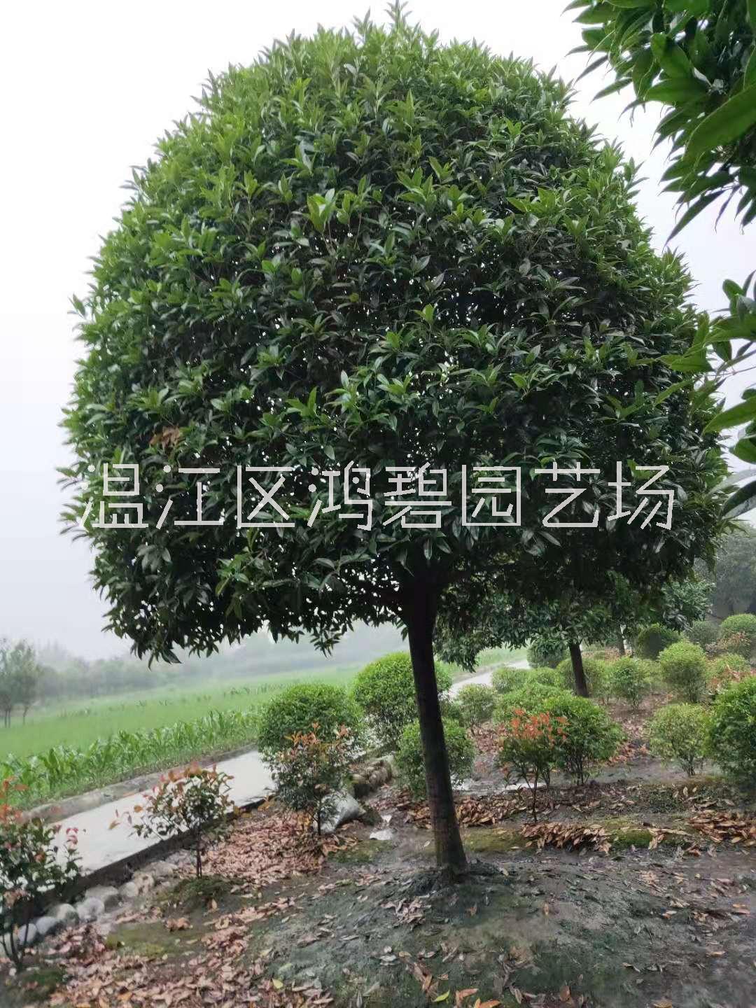 桂花苗價格、價錢、批發(fā)【溫江區(qū)鴻碧園藝場】