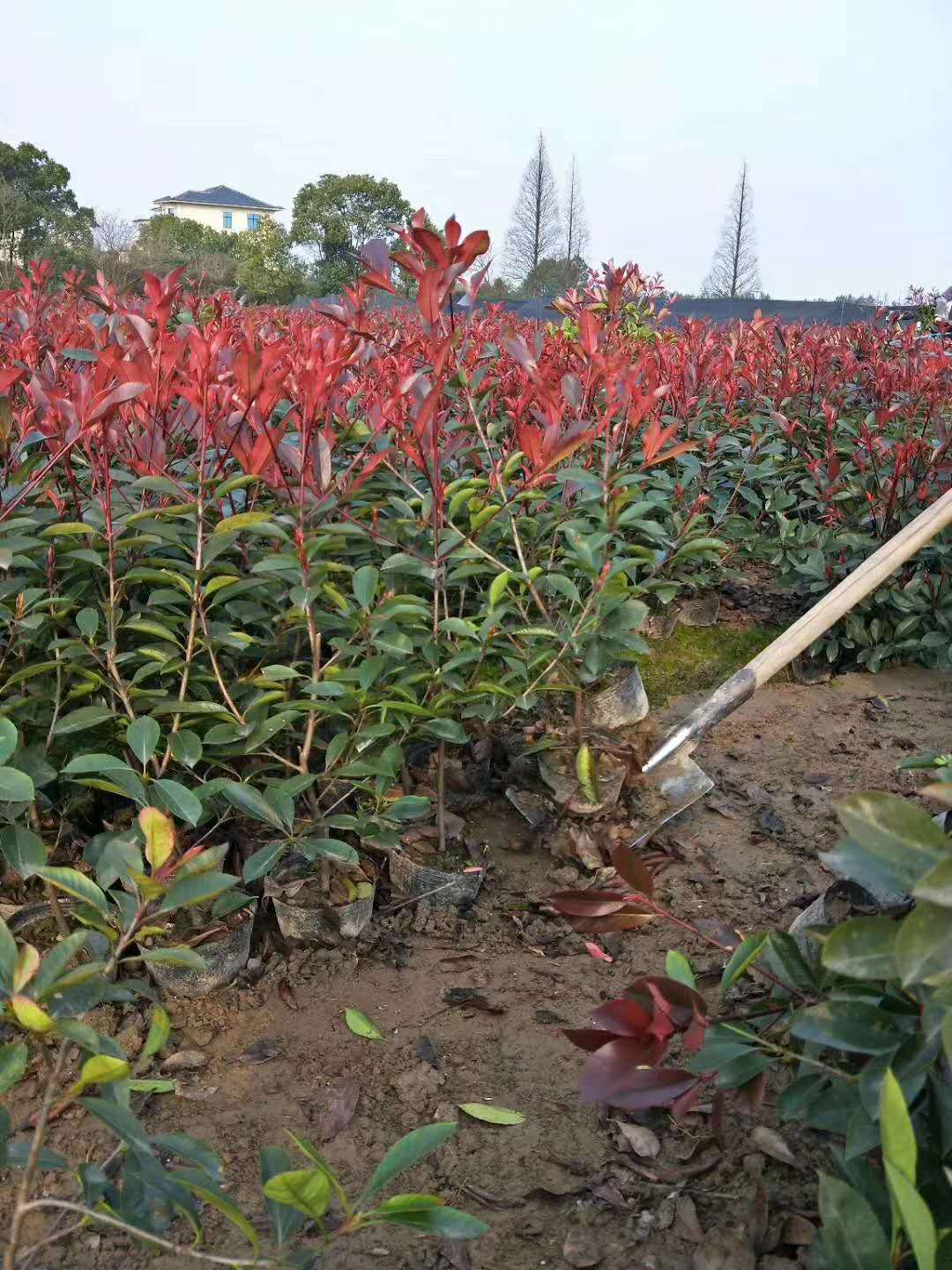 河南紅葉石楠種植基地批發(fā)價(jià)- 紅葉石楠工程苗 河南紅葉石楠大杯苗
