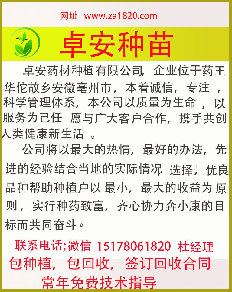 純新白芷種子 中藥材種子白芷子 白芷籽 白芷種子量大優(yōu)惠