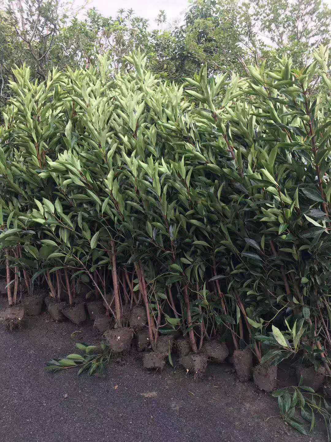 深圳法國(guó)冬青種植基地報(bào)價(jià)-湖南法國(guó)冬青種植基地市場(chǎng)價(jià)-法國(guó)冬青1.2米價(jià)格【杭州蕭山旭冉園藝場(chǎng)】