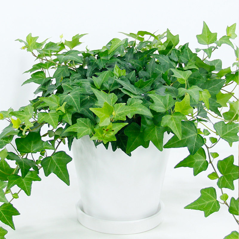 武漢庭院綠化養(yǎng)護(hù)戶外花卉植物銷售出租租擺|花卉苗木出售配送