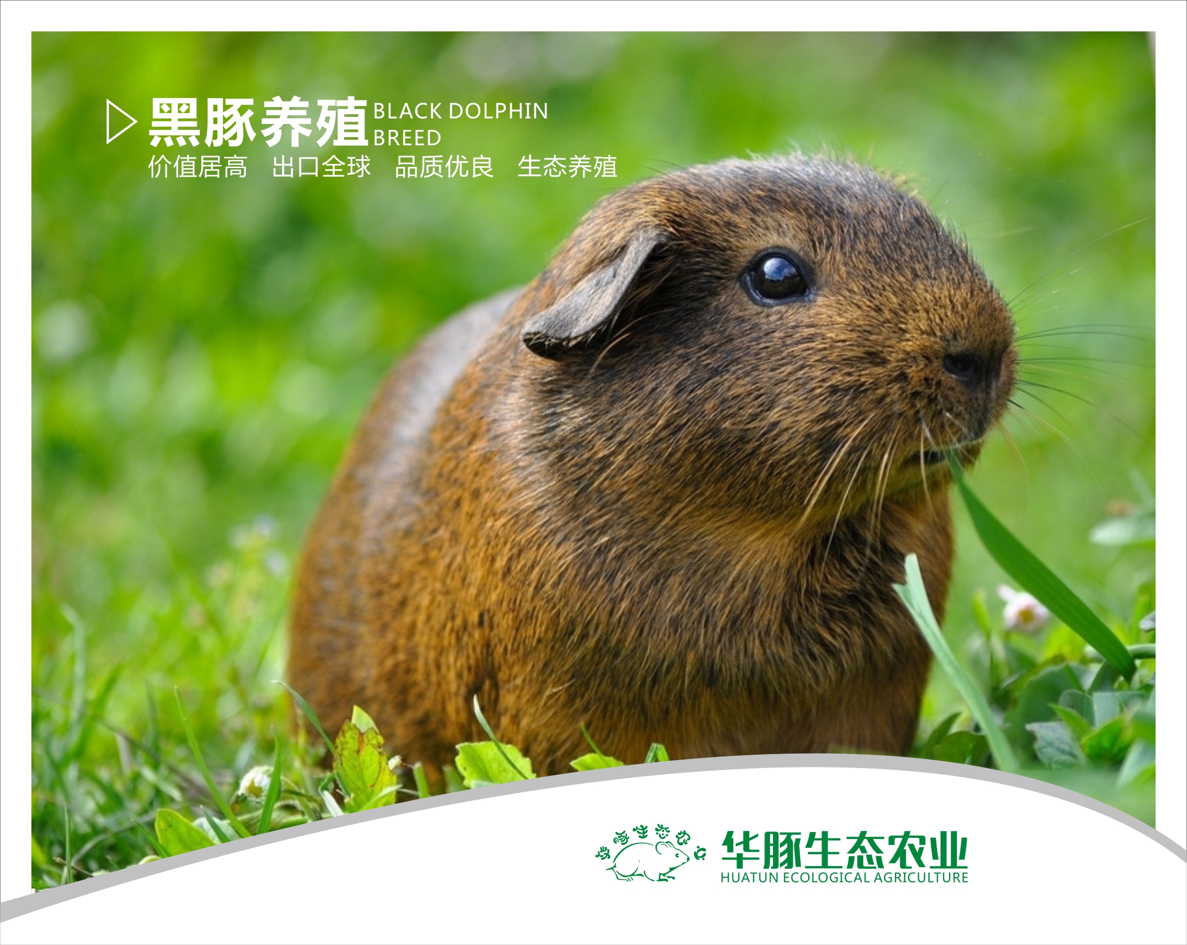 華豚生態(tài)農(nóng)業(yè)*養(yǎng)殖品質(zhì)優(yōu)勢(shì)