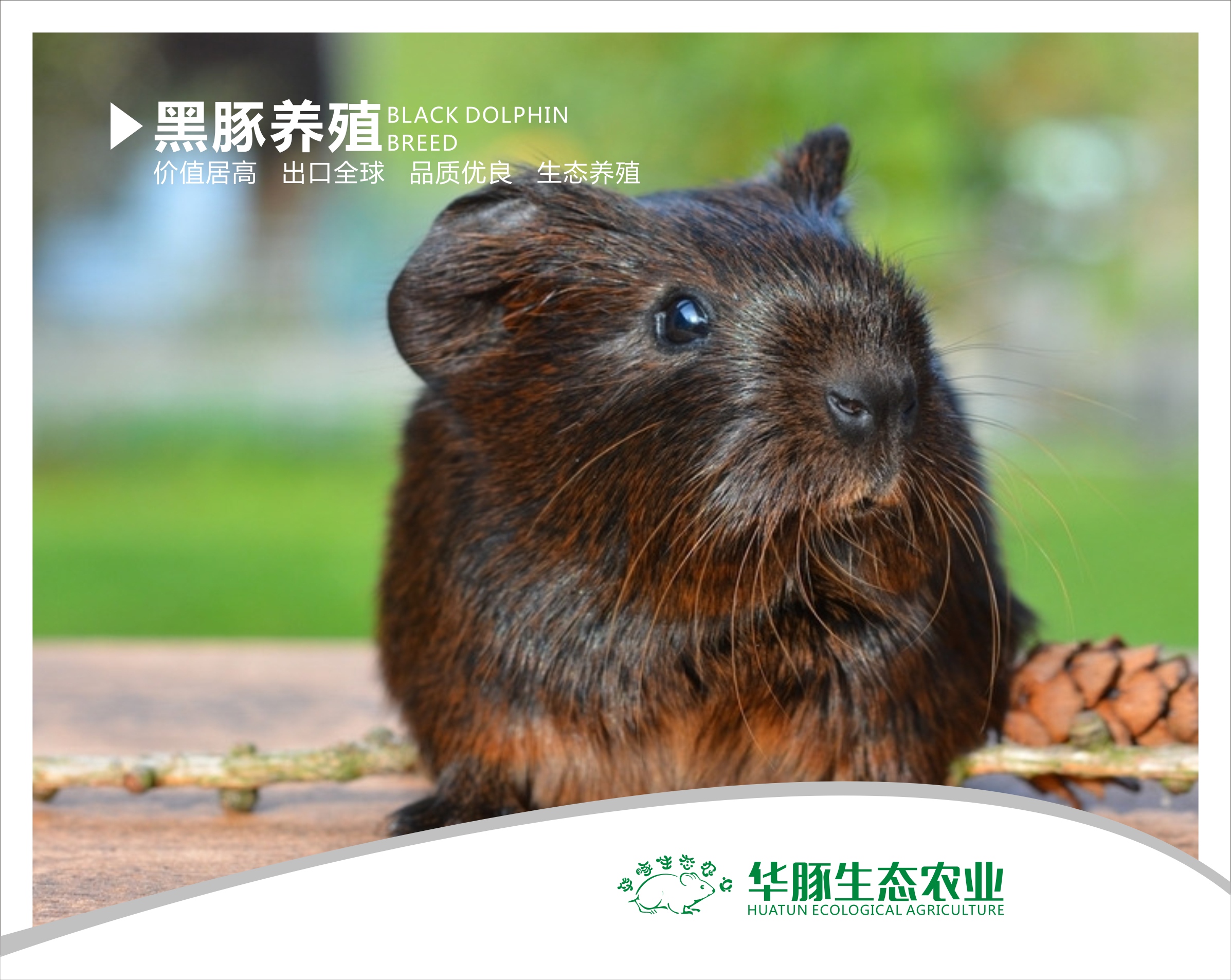 華豚10號黑*新型養(yǎng)殖項目，提供技術(shù)和種苗，你養(yǎng)我銷