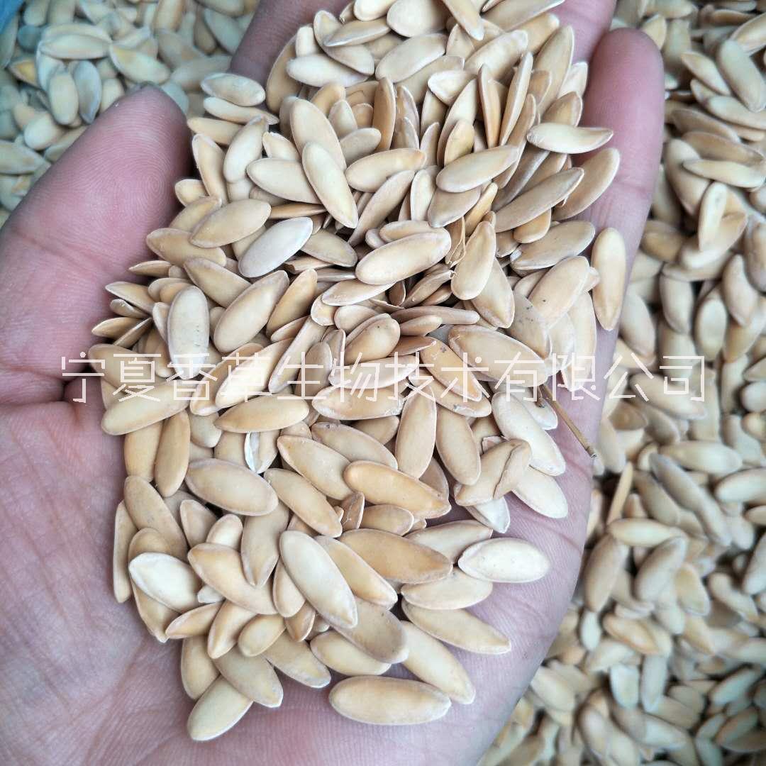 香瓜籽粉批發(fā)價 香瓜籽提取物供應商