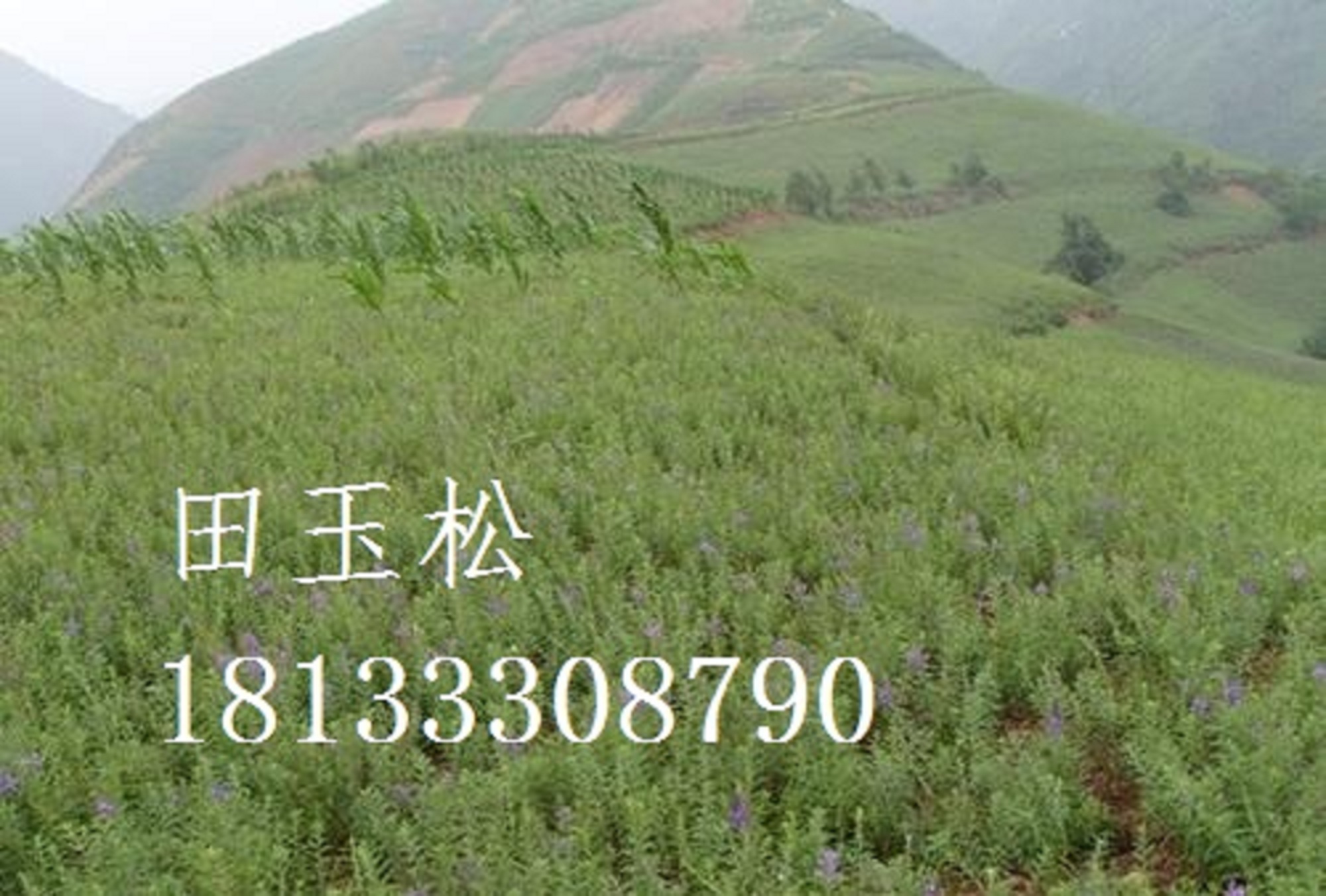 丹參，。種苗的種植方法，批發(fā)價格