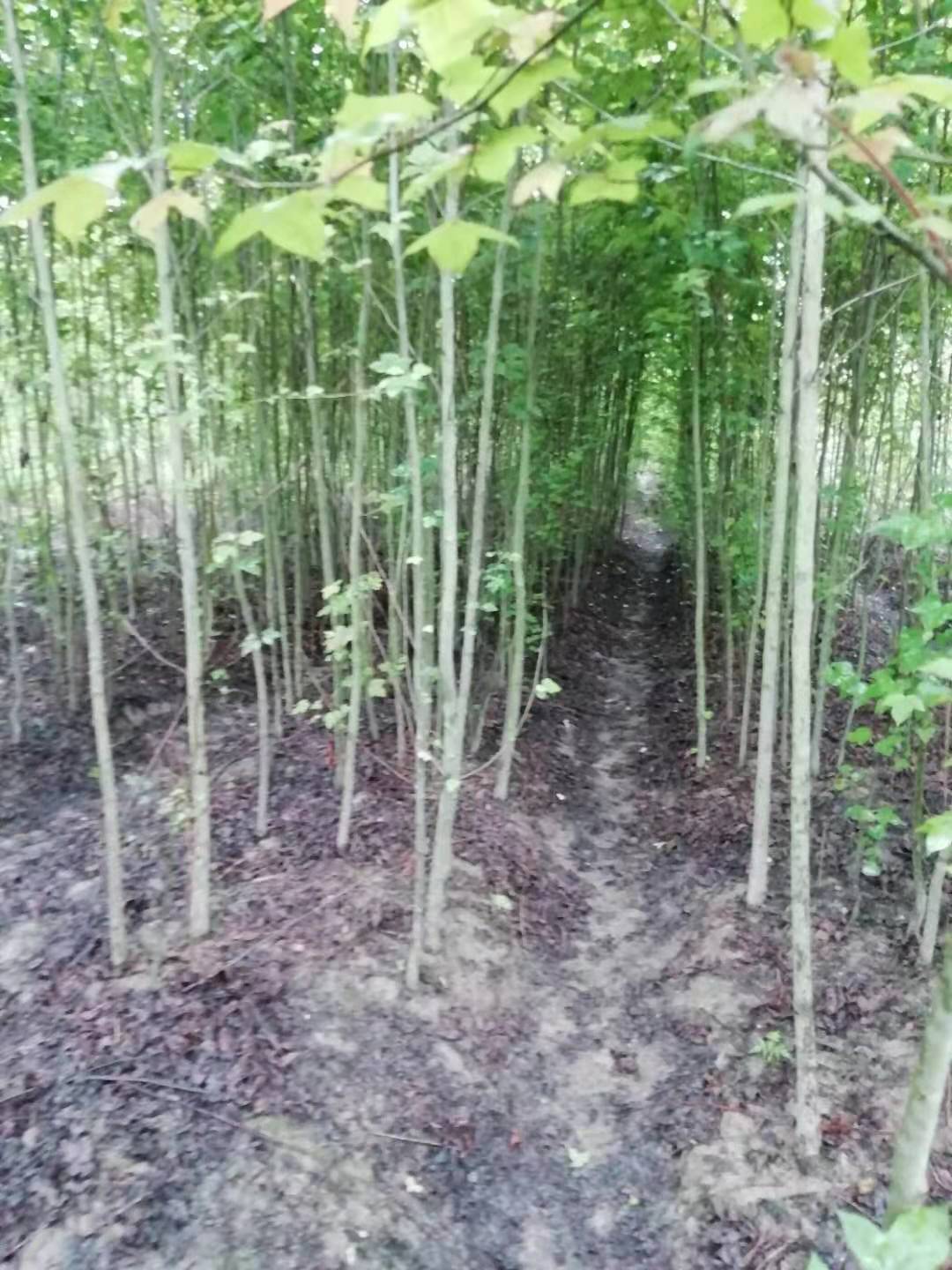 出售楓香